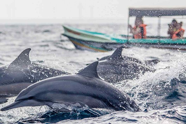 Dolphin Watching from Kalpitiya