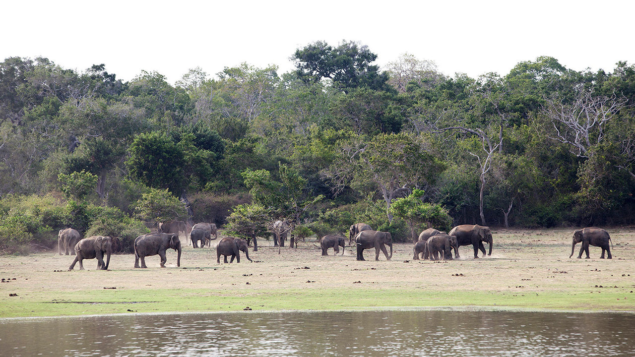 Safari from Minneriya