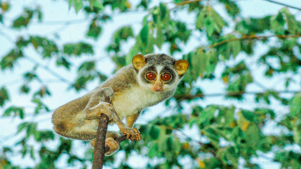 Loris Watching from Polonnaruwa