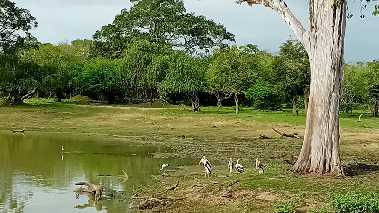 Day Tours from Beruwala