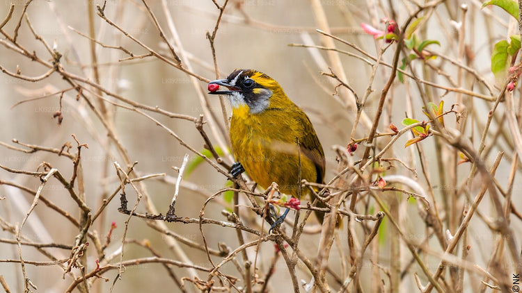 Birdwatching from Horton Plains