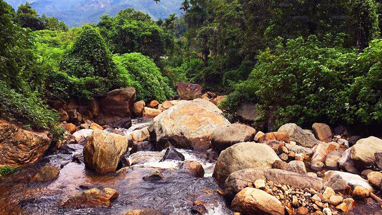 Meditation & Music Therapy at Polgahaamuna Waterfall