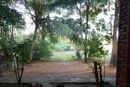 Grand Regent puhkekeskus ja spaa, Sigiriya