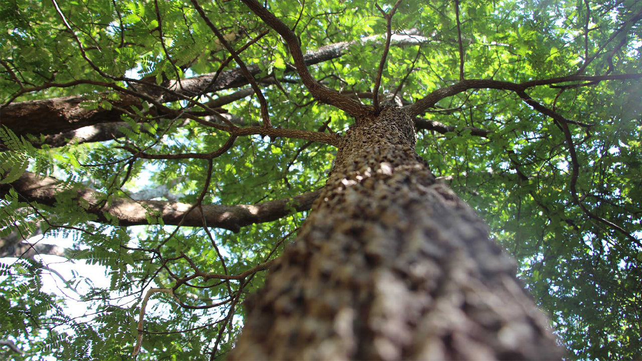 Pophami arboreetum, Dambulla