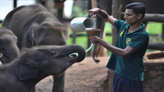 Udawalawe rahvuspargi safari koos elevandi transiidi koduvisiidiga