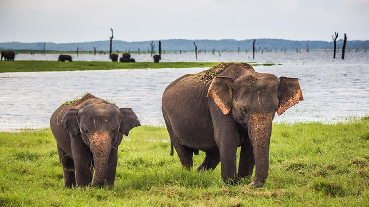 Udawalawe rahvuspargi safari koos elevandi transiidi koduvisiidiga