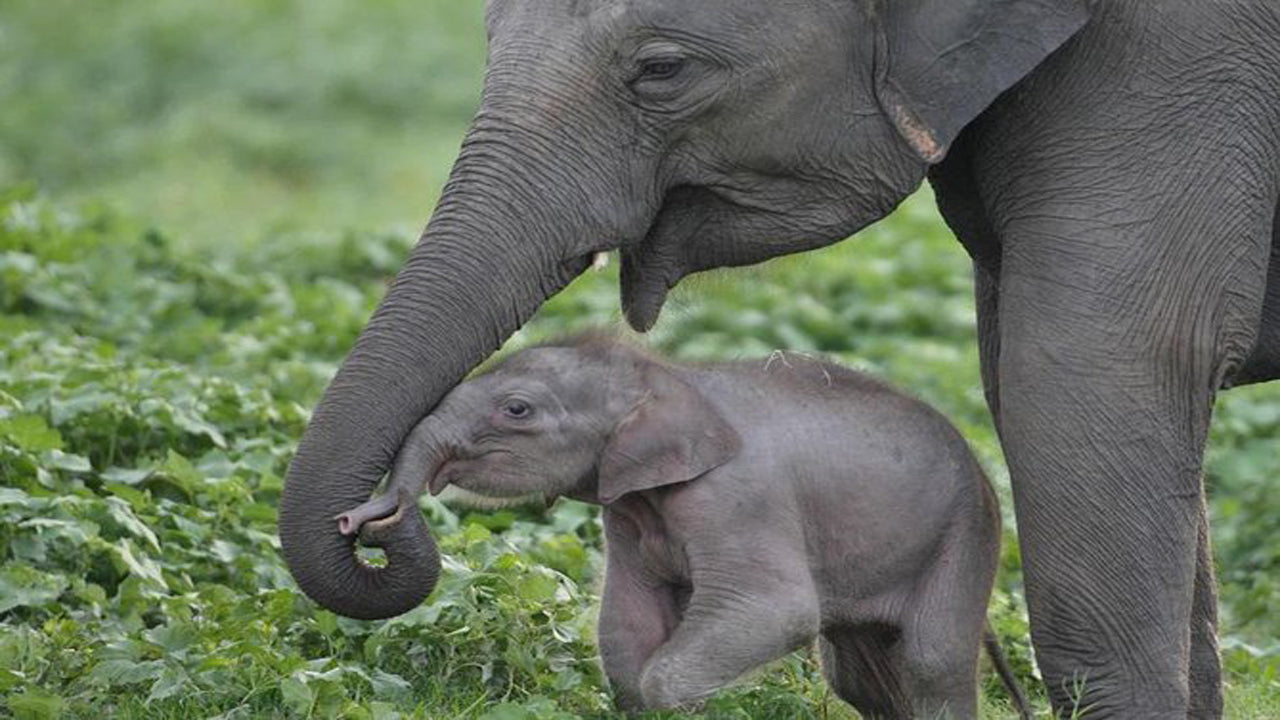 Udawalawe rahvuspargi safari koos elevandi transiidi koduvisiidiga