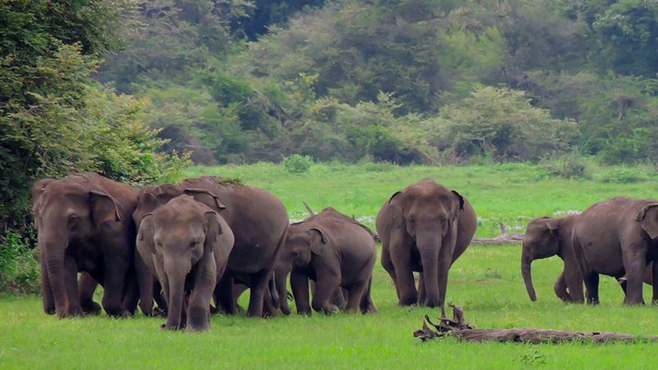 Udawalawe rahvuspargi safari koos elevandi transiidi koduvisiidiga