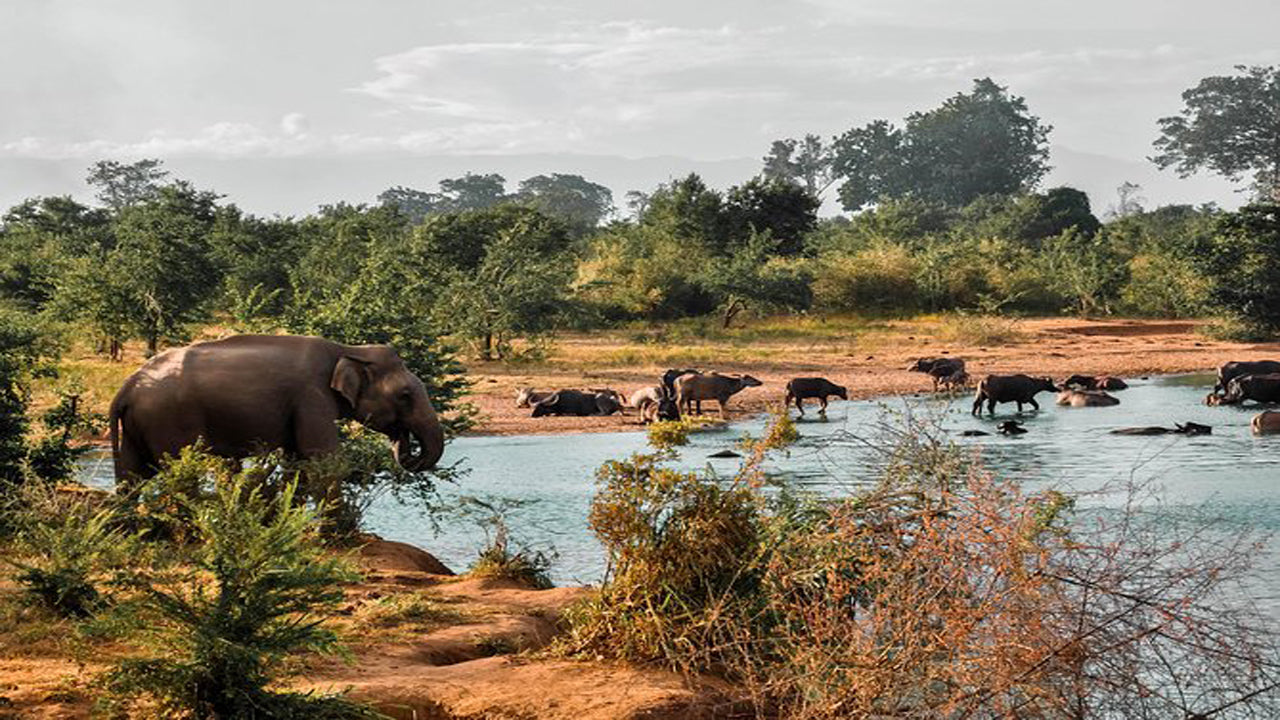 Udawalawe rahvuspargi safari koos elevandi transiidi koduvisiidiga