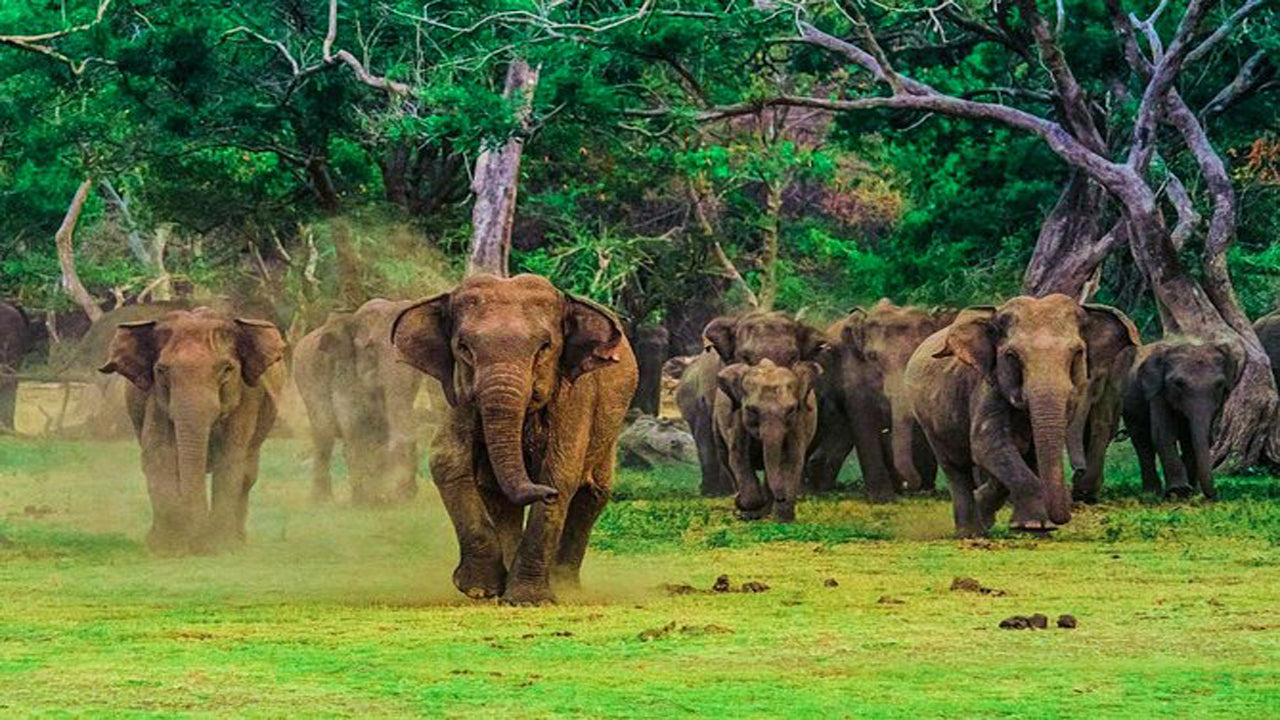 Udawalawe rahvuspargi safari koos elevandi transiidi koduvisiidiga