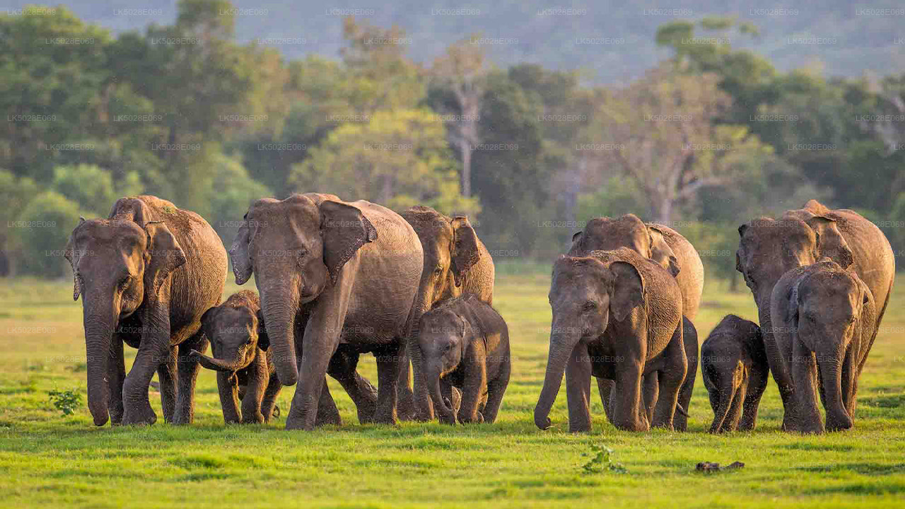 Suur Elephant kogumine Privaatne Safari alates Minneriya