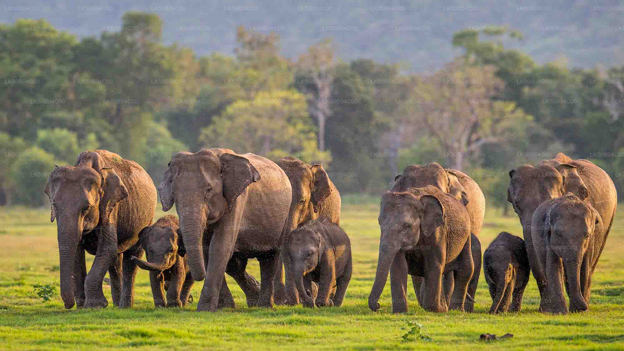 Minneriya rahvuspark Private Safari alates Habarana