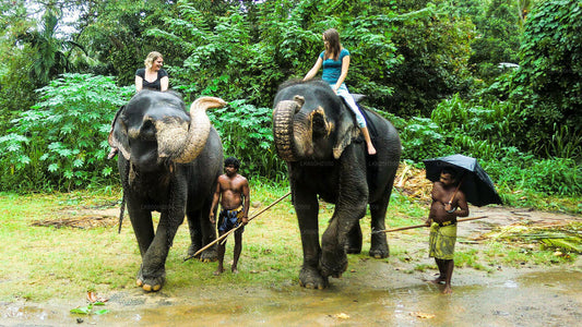 Millennium Elephant Foundation visiit Kitulgalast