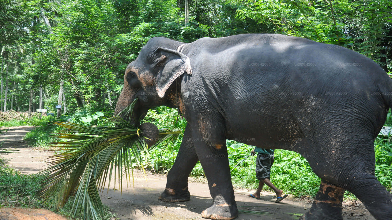 Millennium Elephant Foundation visiit Kitulgalast