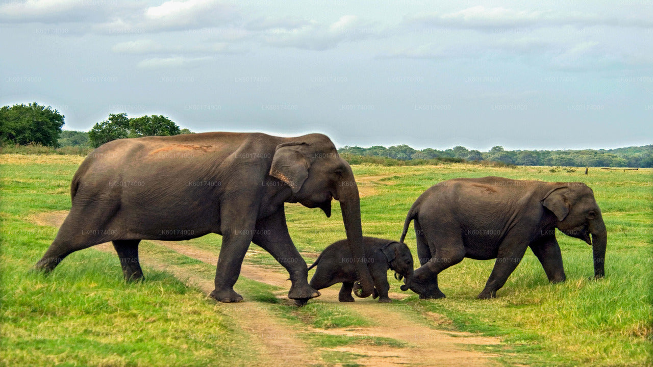 Minneriya rahvuspargi safari Kitulgalast