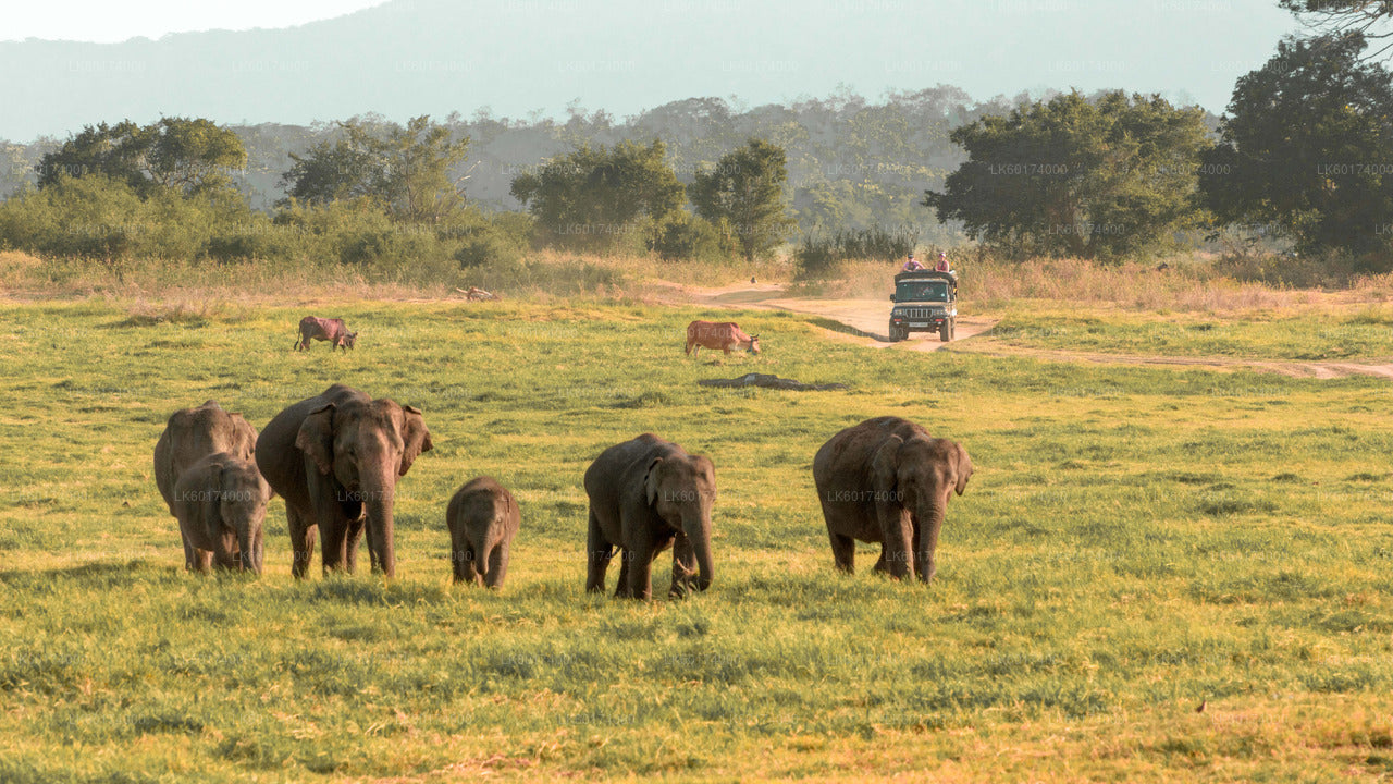 Minneriya rahvuspargi safari Kitulgalast