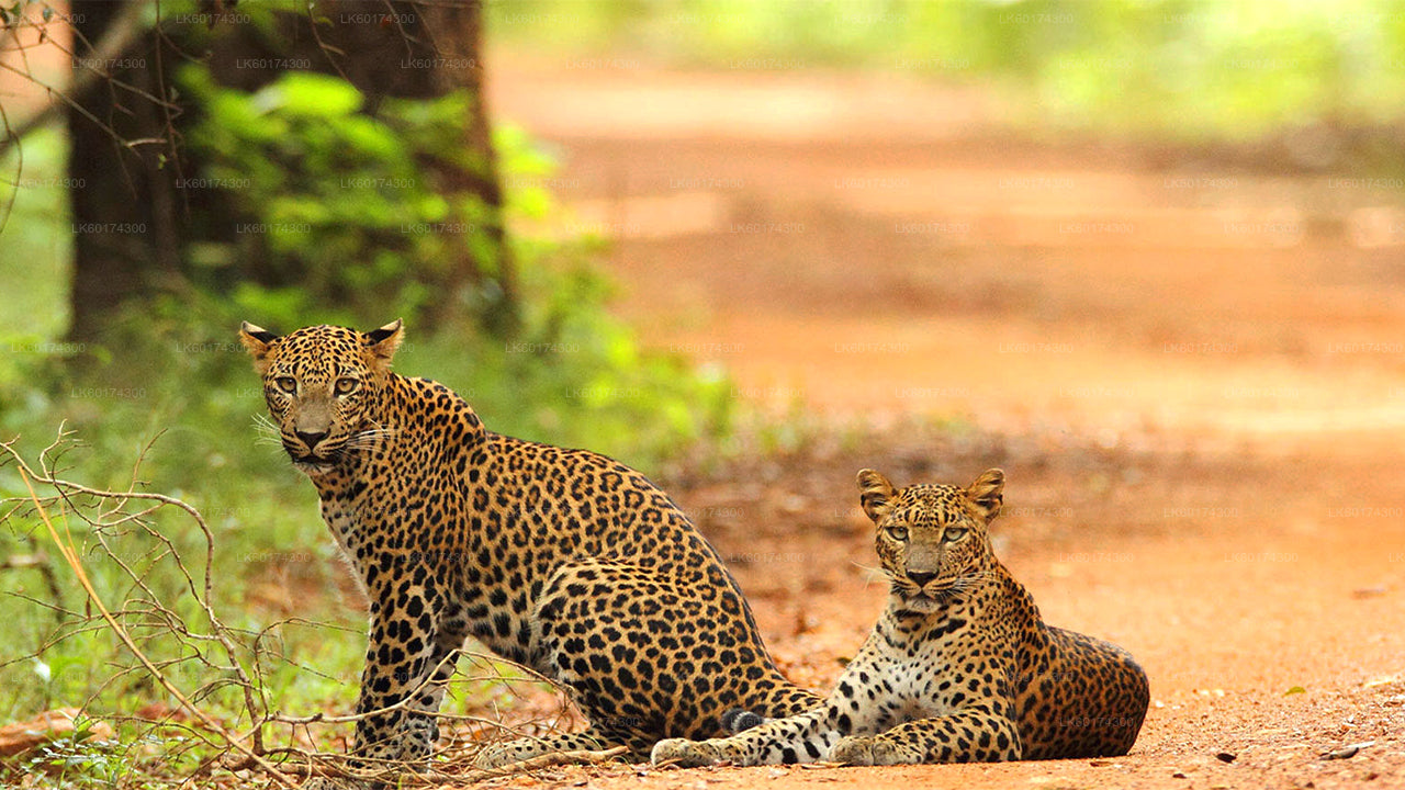 Wasgamuwa rahvuspark Safari Kandy