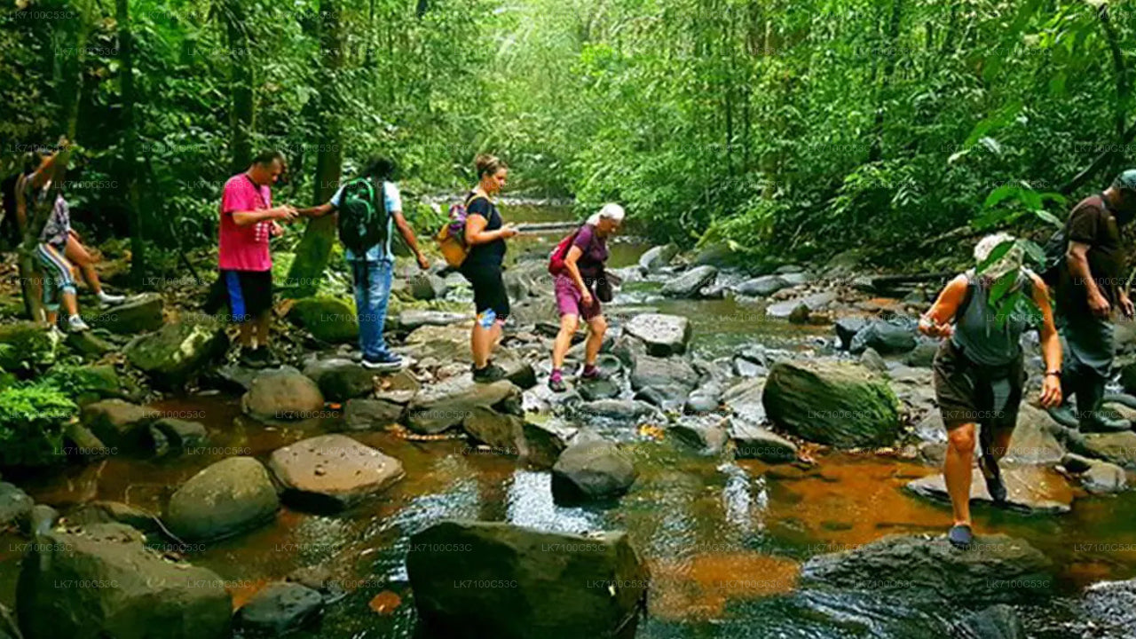 Sinharaja Forest Reserve Entrance Tickets