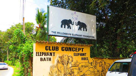 Millennium Elephant Foundation sissepääsupiletid