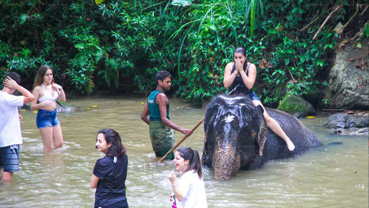 Millennium Elephant Foundation sissepääsupiletid