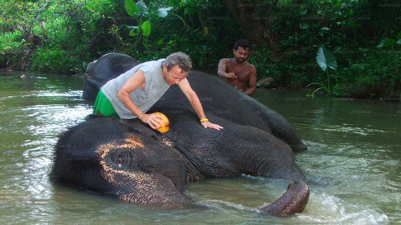 Millennium Elephant Foundation sissepääsupiletid