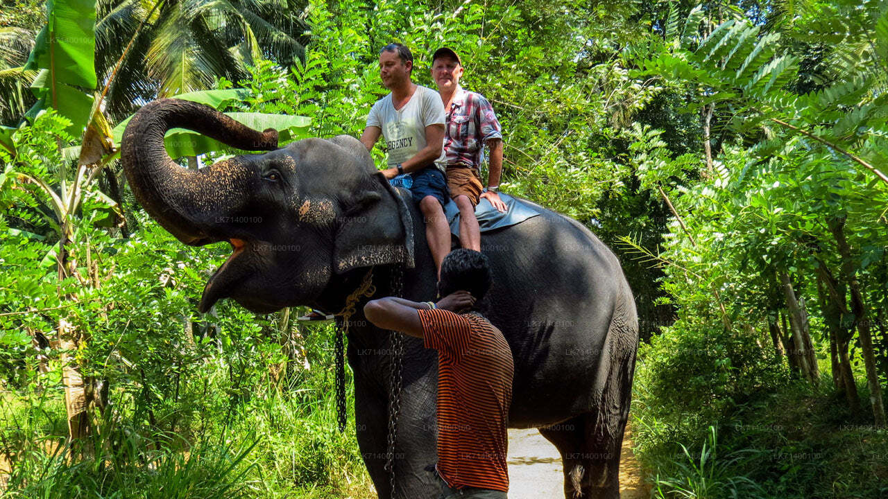 Millennium Elephant Foundation sissepääsupiletid