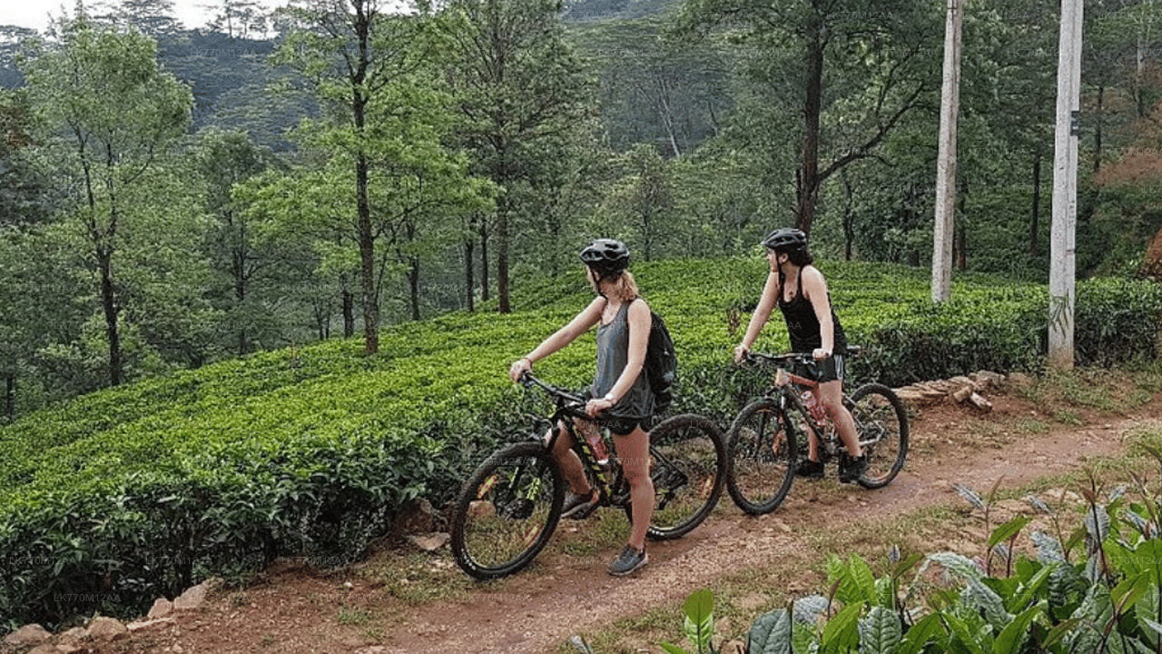 Cycling to Ella Tea Fields