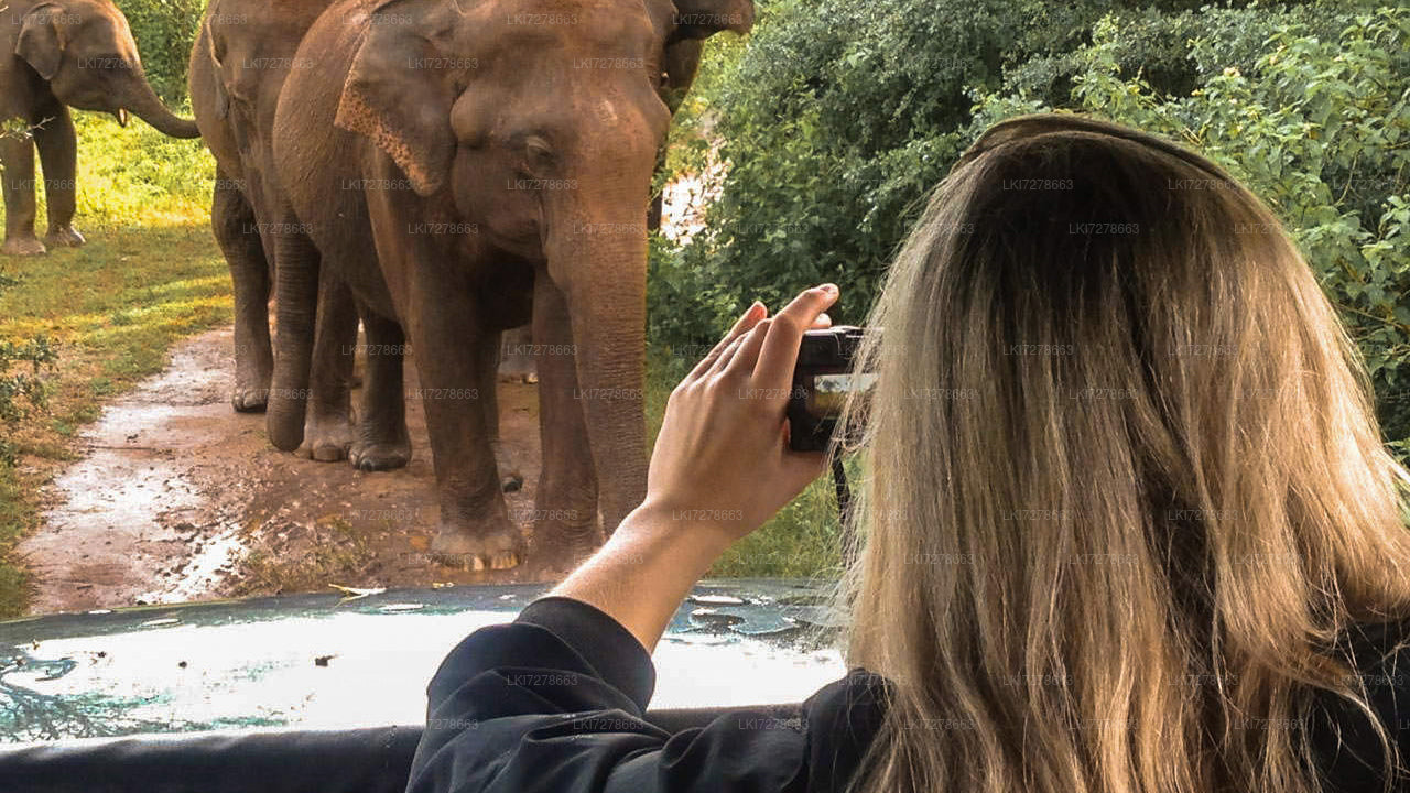 Sigiriya Rock and Wild Elephant Safari from Colombo