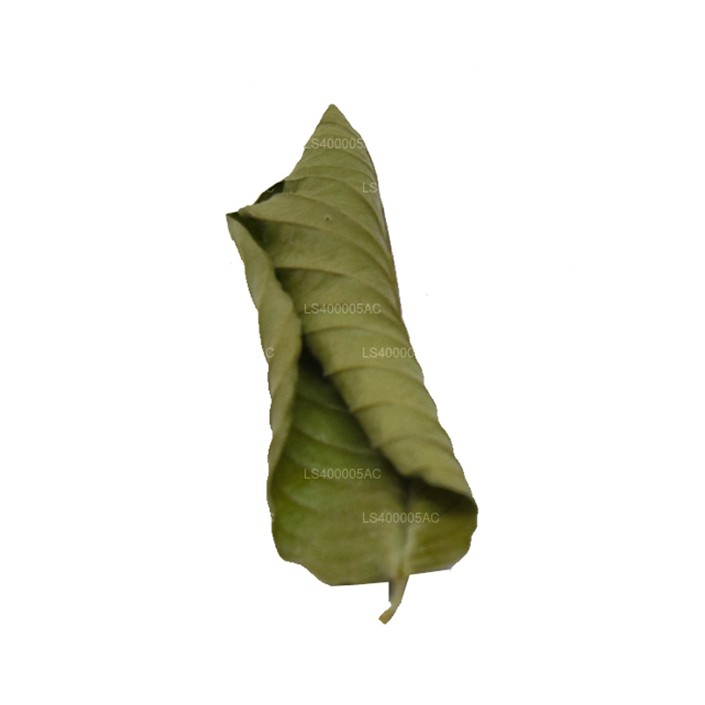Lakpura veetustatud guajaavi lehed