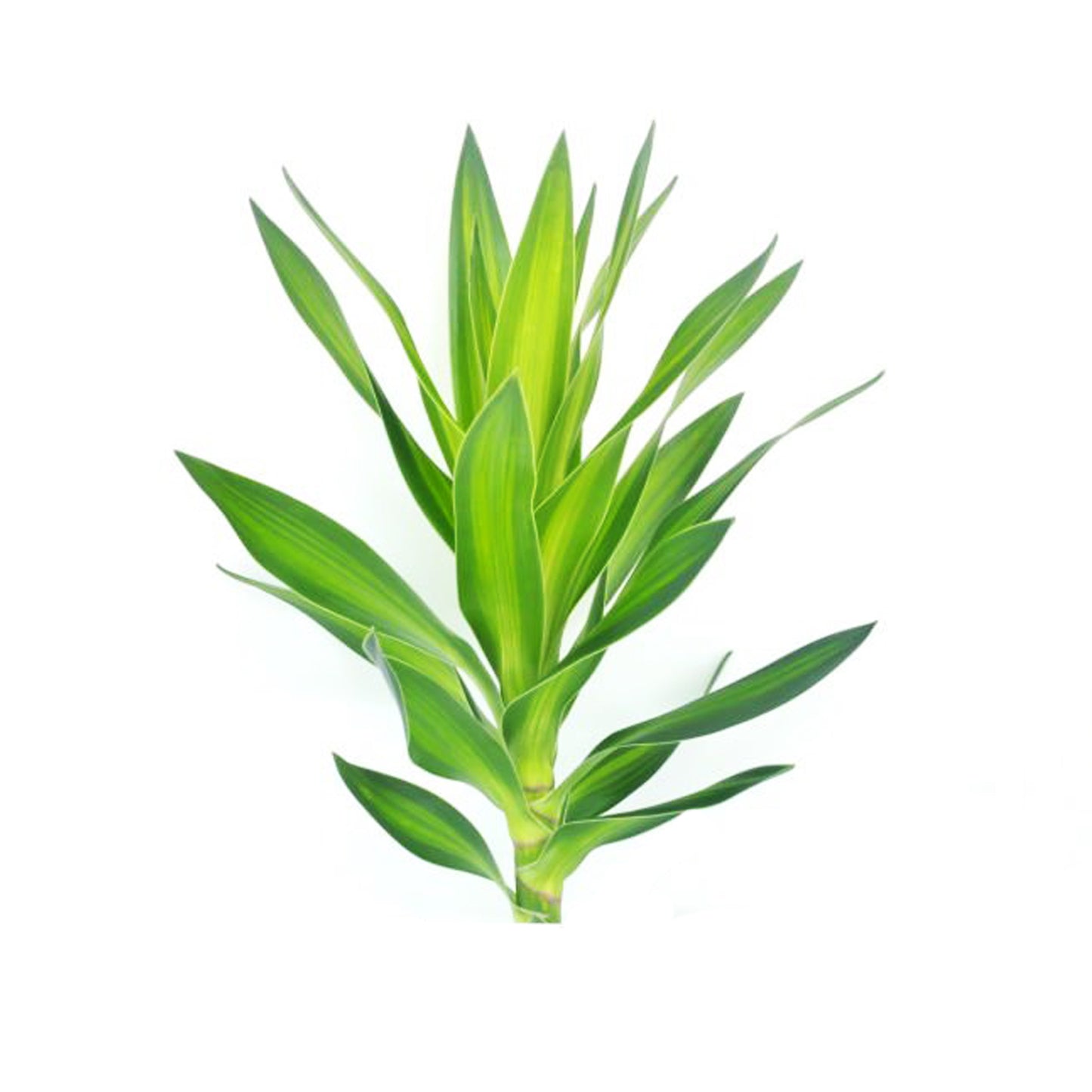 Lakpura Dracaena Reflexa 'roheline' (50 lehte) Keskmine