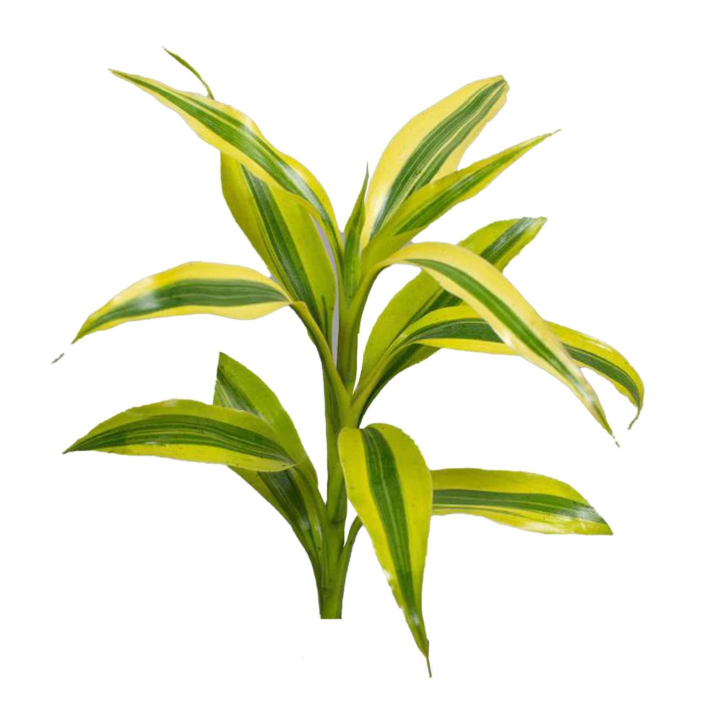 Lakpura Dracaena Sanderiana Gold (50 lehte) Keskmine