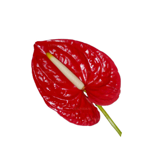 Lakpura Anthurium (20 lilli)