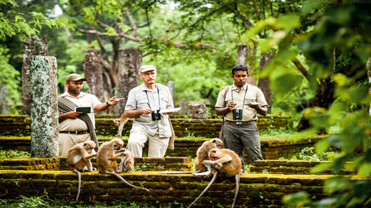 Avasta Monkey Kingdom alates Polonnaruwa