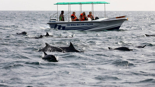 Whale Watching Boat Tour Kalpitiya