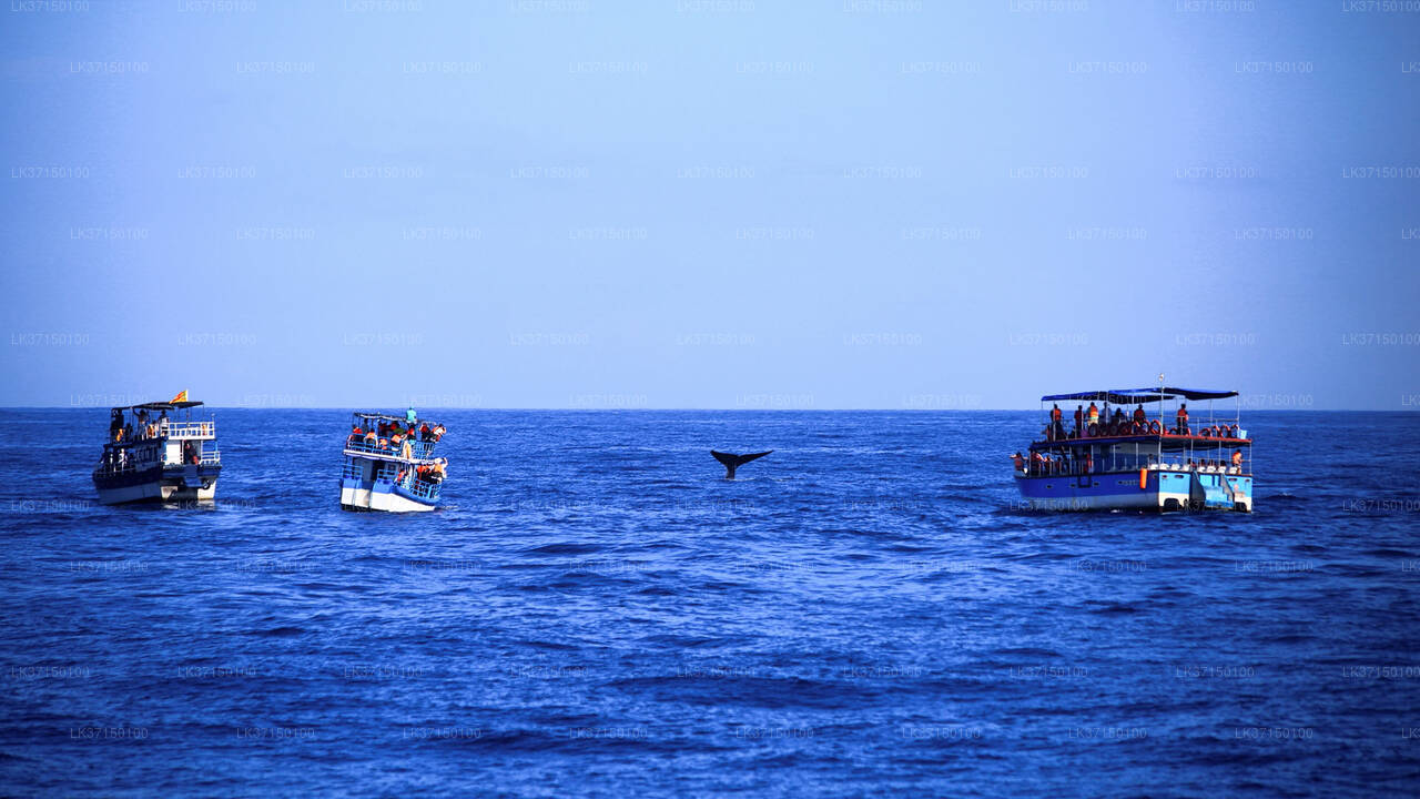 Whale Watching Boat Tour Kalpitiya