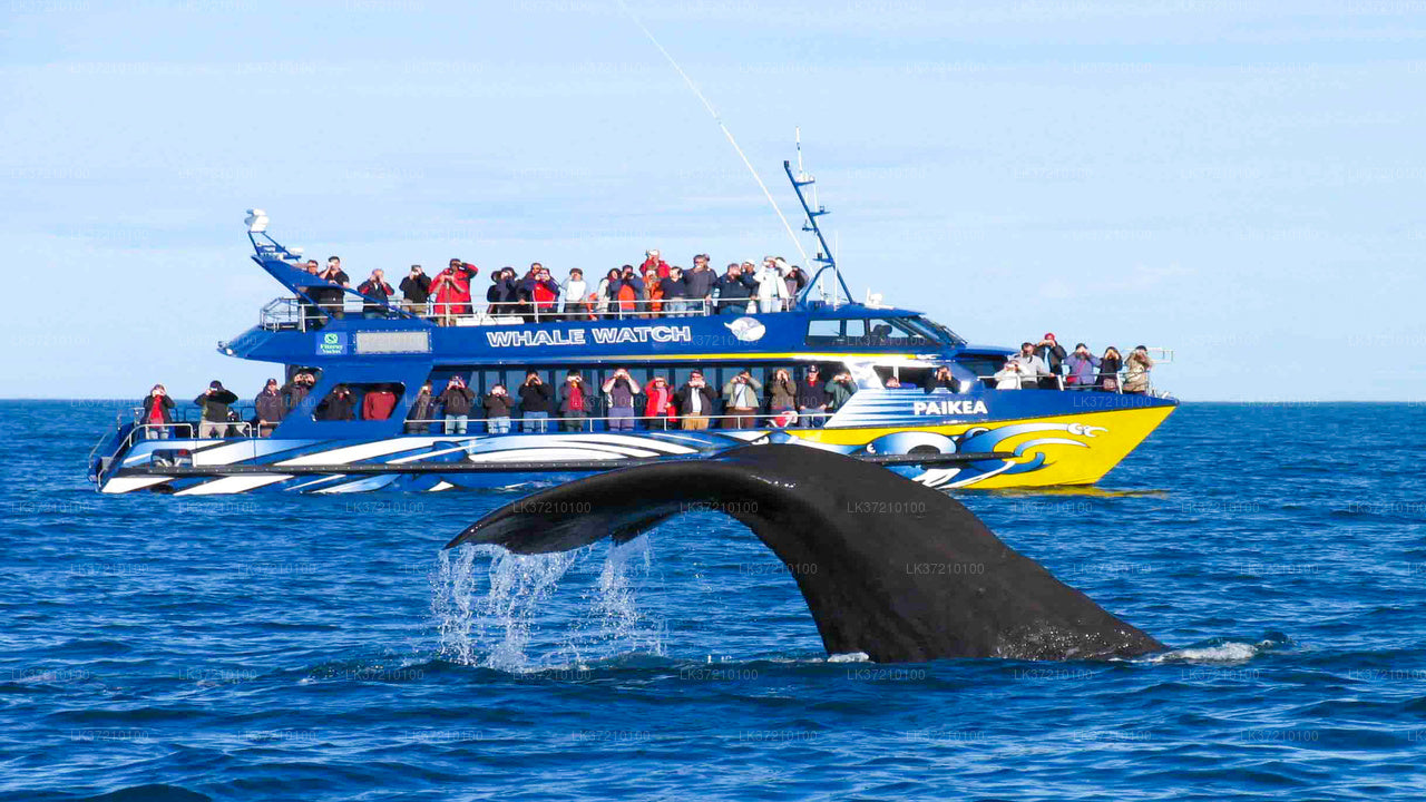 Whale Watching from Tangalle