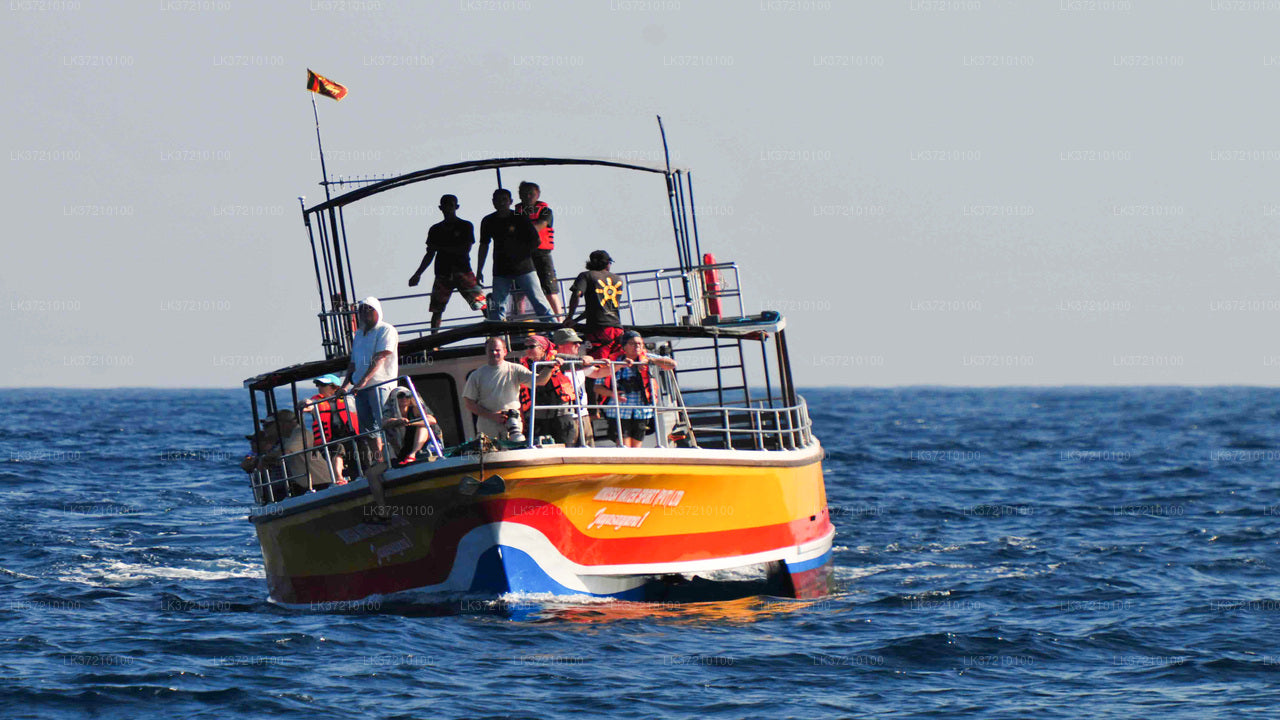 Whale Watching from Tangalle