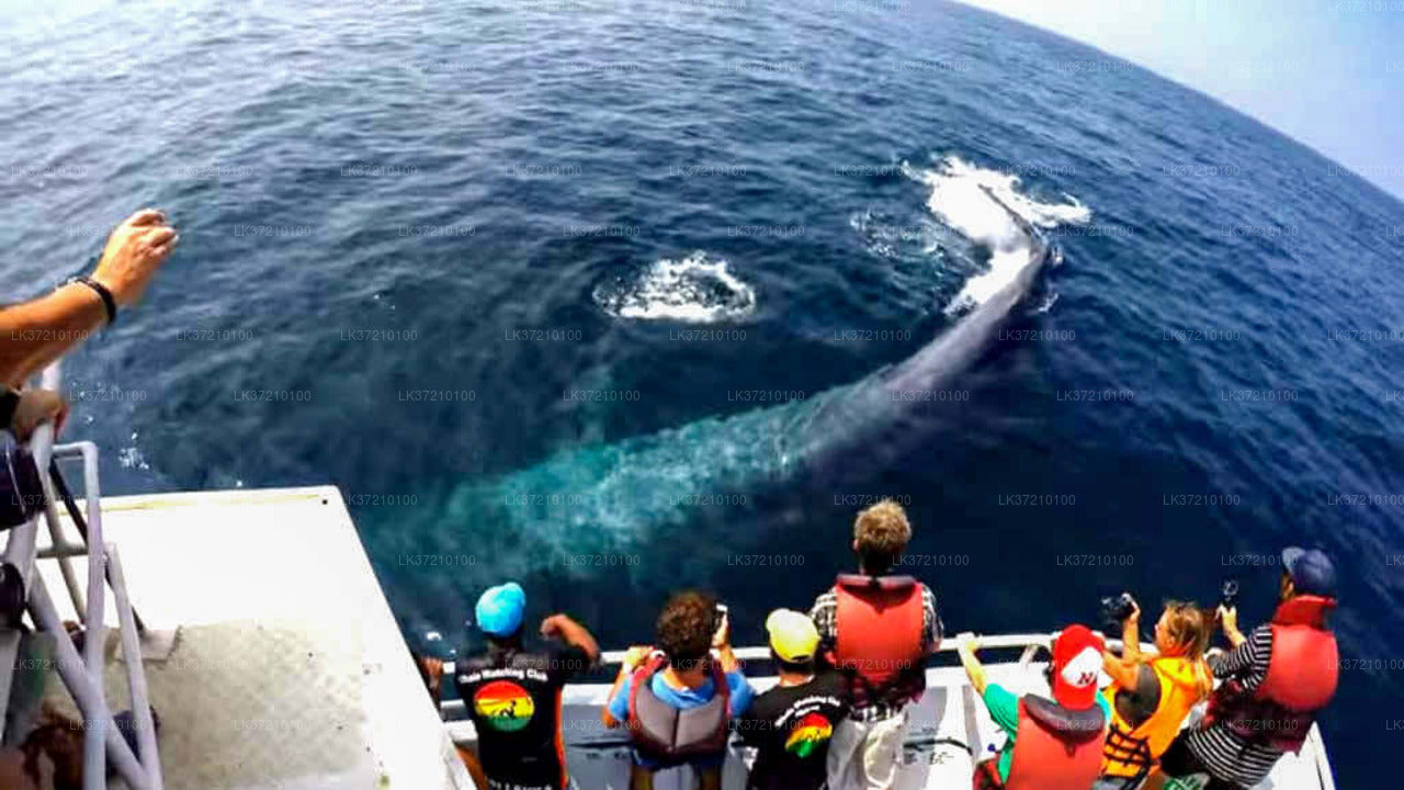 Whale Watching from Tangalle