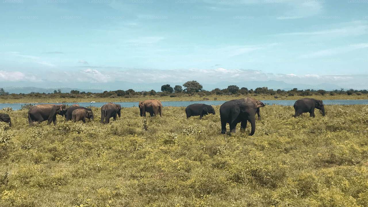 Udawalawe rahvuspark Private Safari loodusteadlane