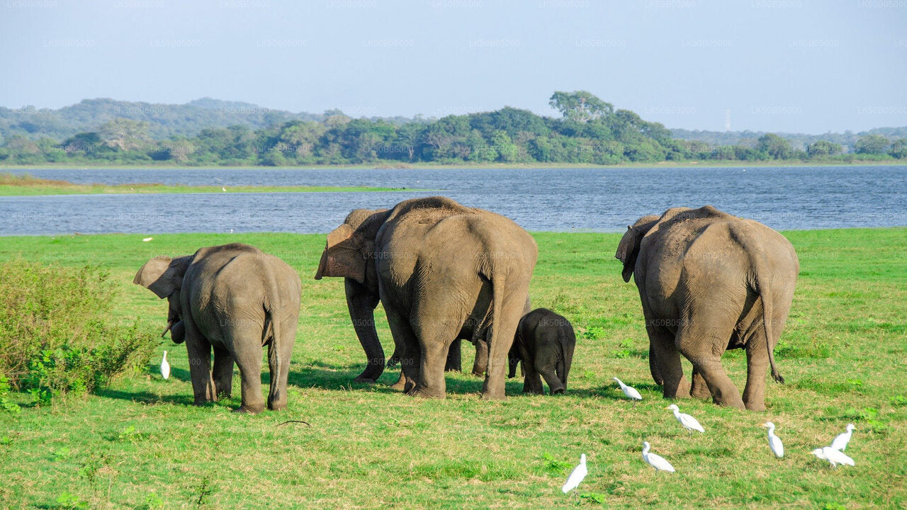 Minneriya rahvuspark Private Safari alates Sigiriya