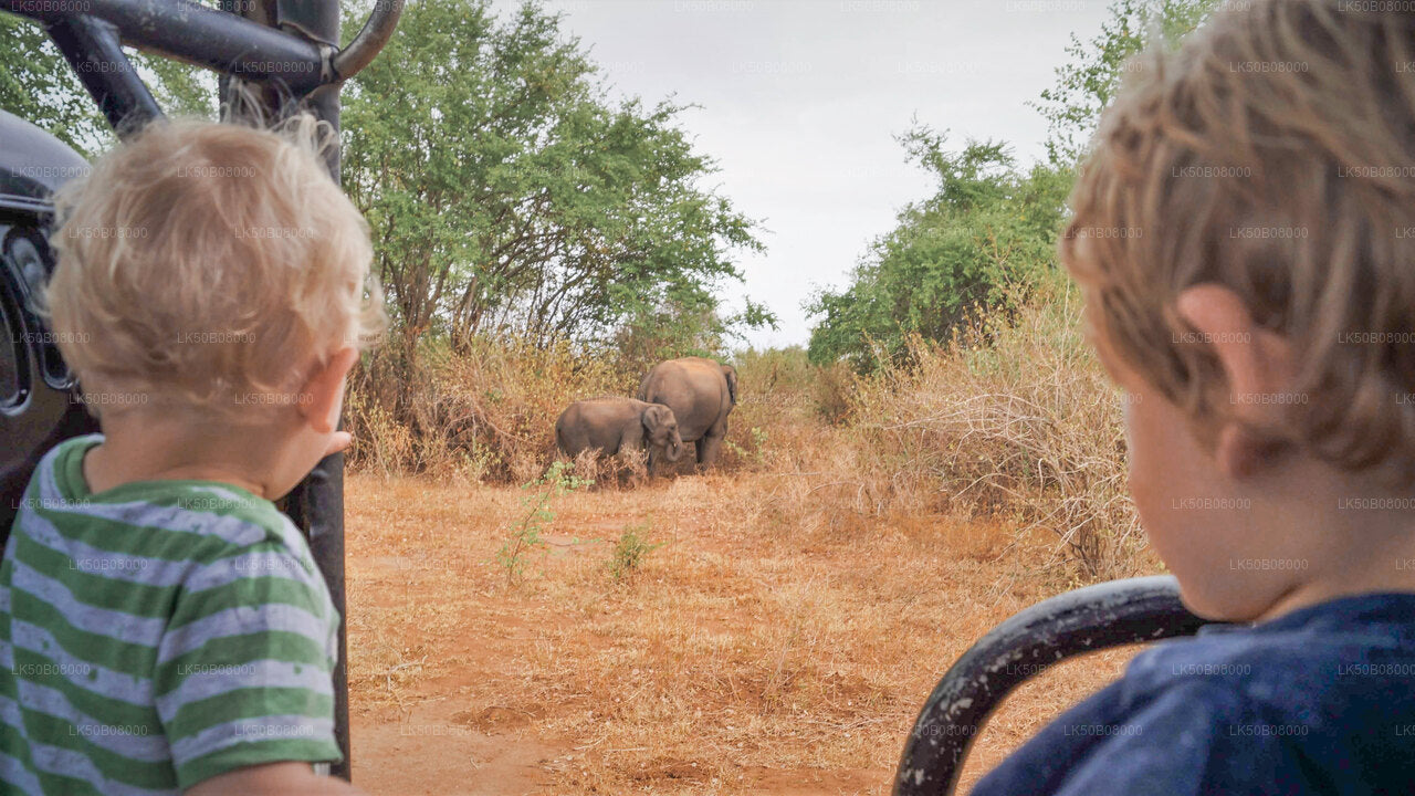 Suur Elephant kogumine Privaatne Safari alates Minneriya