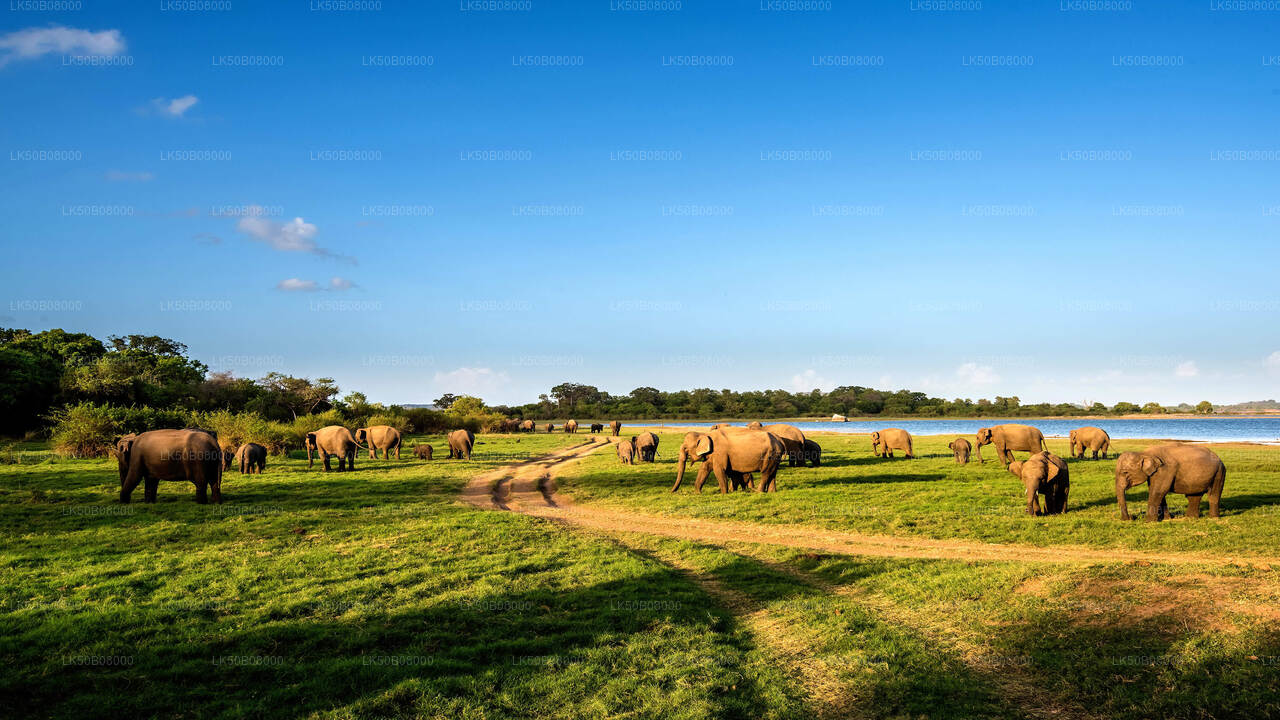 Suur Elephant kogumine Privaatne Safari alates Minneriya