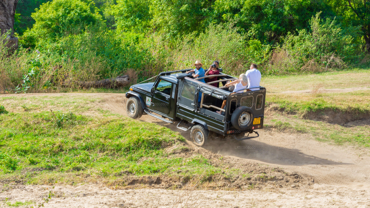 Suur Elephant kogumine Privaatne Safari alates Minneriya