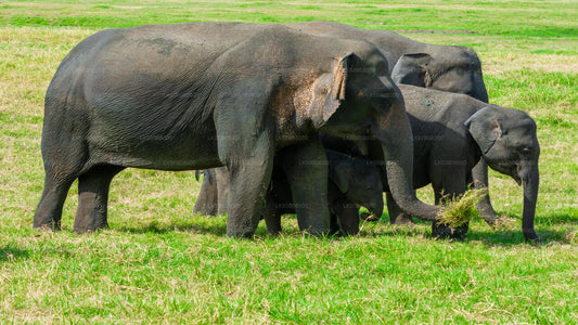 Suur Elephant kogumine Privaatne Safari alates Minneriya
