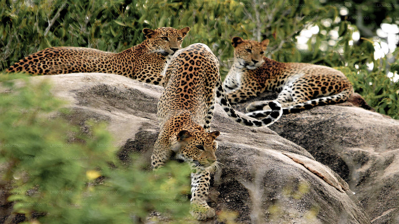 Yala rahvuspark Private Safari