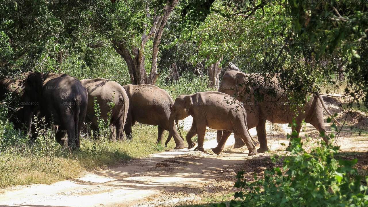 Udawalawe rahvuspark Private Safari loodusteadlane