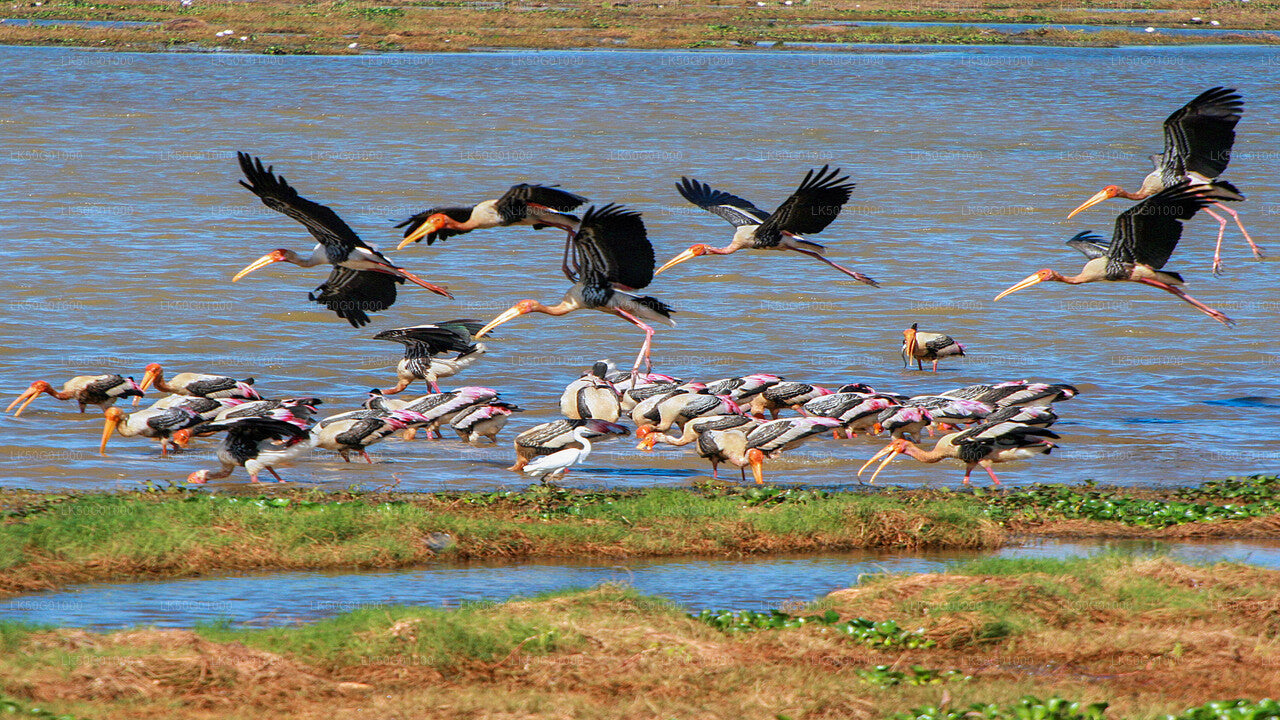 Udawalawe rahvuspark Private Safari loodusteadlane