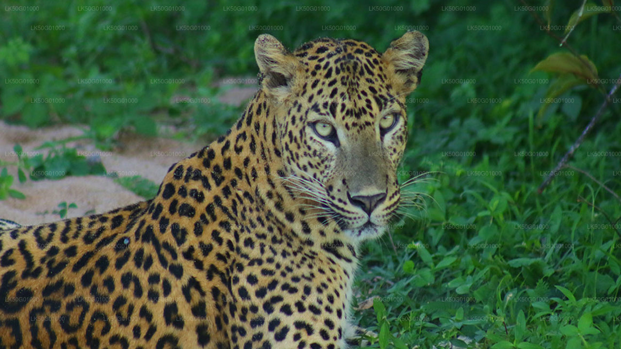 Udawalawe rahvuspark Private Safari loodusteadlane