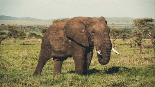 Wasgamuwa rahvuspark Privaatne Safari