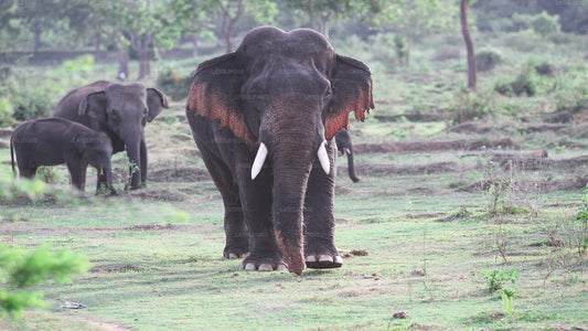 Kalawewa rahvuspark Privaatne Safari